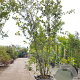 Quercus ilex 200-250 cm 50L