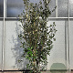 Quercus ilex 200-250 cm 50L
