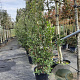 Quercus ilex 200-250 cm 50L