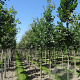 Quercus robur 250-300 cm container solitair
