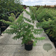 Rhus typhina 'Dissecta' 125-150 cm 20L
