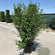 Ribes alpinum 100-125 cm 12L