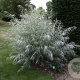 Salix exigua 100-125 cm 20L