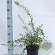 Spiraea cinerea 'Grefsheim' 40-50 cm 2,0L