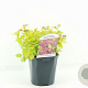 Spiraea jap. 'Golden Princess' 20-30 cm 2,0L