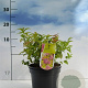 Spiraea jap. 'Goldflame' 20-30 cm 2,0L