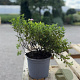 Spiraea jap. 'Little Princess' 20-30 cm 2,0L