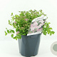 Spiraea jap. 'Little Princess' 20-30 cm 2,0L