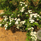 Spiraea nipponica 80-100 cm 20L