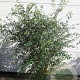 Spiraea vanhouttei 125-150 cm 20L