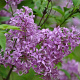 Syringa persica 125-150 cm 20L