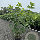 Viburnum opulus 60-80 cm 4,0L