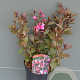 Weigela florida 'Victoria' 125-150 cm 20L