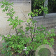 Zanthoxylum americanum 175-200 cm 20L