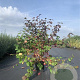 Cornus alba 'Sibirica' 100-125 cm 20L