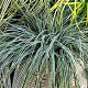 Carex 'Everest' C1.5 wortelecht