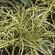 Carex 'Evergold' C1.5 wortelecht
