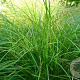 Carex 'Irisch Green' GM C5
