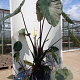 Colocasia esculenta 'Black stem' GM c20