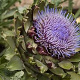 Cynara scolymus GM P13