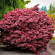 Acer palmatum 'Shaina' 60 cm stam 20L