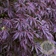 Acer palmatum 'Trompenburg' 200-250 cm 50L