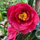 Camellia japonica 'Black Diamond' 60-80 cm 20L breed