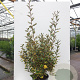 Elaeagnus ebbingei 'Viveleg' 125-150 cm 20L