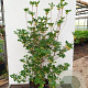 Enkianthus campanulatus 'Red Bells' 175-200 cm 35L