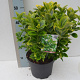 Euonymus japonicus 'Aurea' 50-60 cm 20L