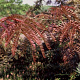 Gleditsia triacanthos 'Rubylace' 200-250 cm 35L