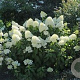 Hydrangea paniculata 'Phantom' 125-150 cm 20L