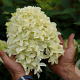 Hydrangea paniculata 'Skyfall ' 100-125 cm 20L