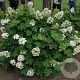 Hydrangea quercifolia 'Alice' 80-100 cm 20L