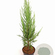 Juniperus s. 'Blue Arrow' 40-50 cm 2,0L
