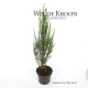 Juniperus s. 'Blue Arrow' 40-50 cm 2,0L