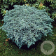 Juniperus squamata 'Blue Star' 15-20 cm 25L