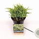 Juniperus squamata 'Holger' 20-25 cm 2,0L