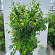 Kerria japonica 'Golden Guinea' 125-150 cm 20L