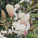 Magnolia soulangeana 'Superba' 100-125 cm 20L