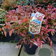 Nandina domestica 'Fire Power' 80-90 cm 35L