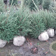 Picea abies 80-100 cm met kluit