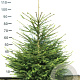 Picea abies 80-100 cm met kluit