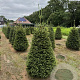 Picea abies 175-200 cm draadkluit