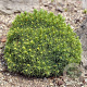 Picea gl. 'Alberta Globe' GM 2,0L