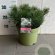 Pinus mugo mugo 30-35 cm 5,0L