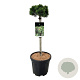 Pinus mugo 'Sherwood Compact' GM C5