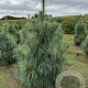 Pinus schwerinii 'Wiethorst' 125-150 cm draadkluit