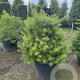 Pinus strobus 80-100 cm 20L