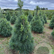 Pinus strobus 125-150 cm draadkluit